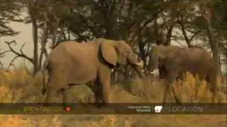Elephants show their strength