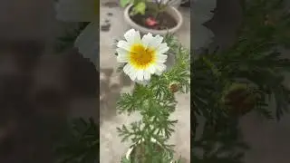 Crown daisy🌱 #flowers #gardenflowers #gardenplants #homeimprovement #trending
