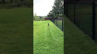 Video of adoptable pet named Brynn