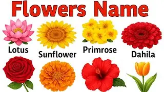 Flowers Name | Flowers Name in English and Hindi | Flowers Name for kids | फूलों के नाम |