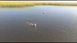 BIGFISH Report 11/12/09