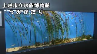【上越市立水族博物館 うみがたり】 日本の海の魚（251219）