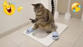 You Laugh You Lose 😋 The Best Funniest Cats and Dogs Moments Compilation 2026 🐈 Part 7