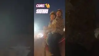 𝐂𝐚𝐦𝐞𝐥 𝐒𝐚𝐟𝐚𝐫𝐢... 🐪😍 #ytshorts #trending #camel #safari 👀💗