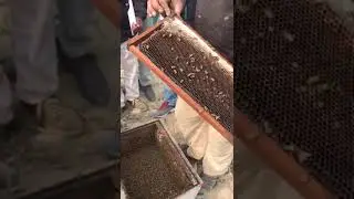 Bee Keeping Training at KVK, Padampur