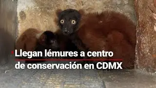 #ZonaVerde | Lémures rojos llegan a centro de conservación en la G.A.M