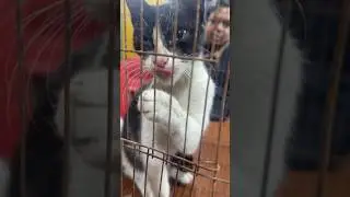 Выживание кошек при кошачьем гриппе: Вакцина для кошек: Ветеринарная клиника доктора Сагира: Dr. ...