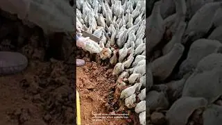 Harvesting type of root vegetable from the ground