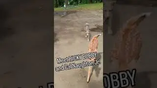 HAPPY 4TH!🧨 ❤️ #coyote #babyanimal #dog #deer #cute #weavethecoyote #duckholliday #friends #animals
