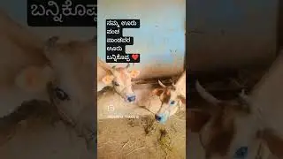💞#haveri #uttarakarnataka #trending #youtube #youtubeshorts #shortsfeed #viral #reels #reels #vlogs
