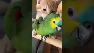 Испуганного попугая съела кошка.