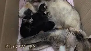 Not Enough Milk for 6 Cute Little Kittens 2019