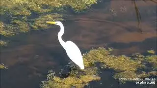 Камера пролетного пути реки Миссисипи. Mississippi River Flyway Cam.
