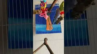 Clean Bird Cage is Essential to a House Birds Health