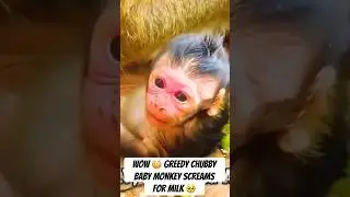 Chubby baby monkey scream for milk #monkey #babymonkey #monkeys #monkeybaby #monkeyvideo #cutemonkey