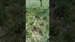 Livada mea