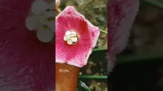 Rose flower 🌺 Village nature  animation videos 🌺 flower 🌷  movie 🌺🌼🌼#shorts