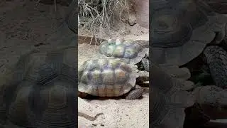 Vegetarian unique turtle