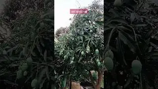 Desi Aam ll घर के आम #mango #youtubeshorts #shorts #viral #trending #short