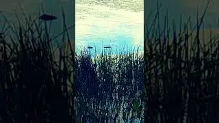 #motivation #fypyoutube #tarot #vlogs #sunset