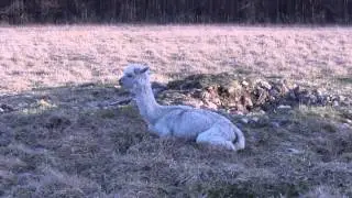 Goats Eat An Apple (But The Alpaca Refuses)