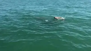 Bull Sharks attack Sea Turtle