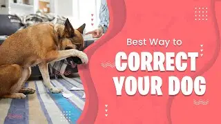 Correcting Your Dog's Behavior Properly | SolidK9Training