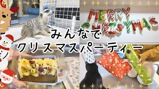 みんなでクリスマスパーティーしたよ🎄🎁✨　#猫 #ミーアキャット #トイプードル