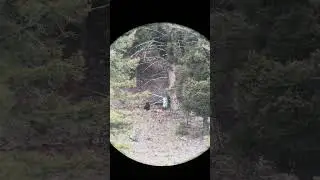 The sniper post #bearhunting #bearbait #huntin #wildlife #wstrnelvtn #boarmasters #wehunt #blackbear