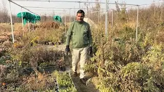 Herbal Man of Kashmir is transforming Achabal into a hub of healing!Retired lecturer Manzoor Javid