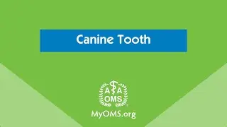Canine Tooth