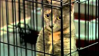 Help Second Chance Pet Networks