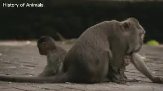 pets new funny free download  Funny animal videos copyright free   History of Animals