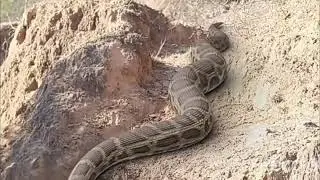 Latest Anaconda are attacking the person  20202