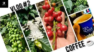 Coffee Production - Yercaud coffee ☕ [ தமிழ் ](Vlog#2)   @Rajesh_Ycd_Official @MessiReacts999