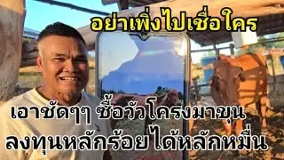 อย่าเพิ่งไปเชื่อใครว่าขุนวัวยาก เทคนิควิธีการขุนวัวให้อ้วน ซื้อ5000 ขาย25000 ใช้เวลาแค่4ดือน ขุนวัว