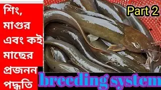 catfish breeding and feeding management শিং মাছের বাচ্চাকে কি খাওয়াবেন