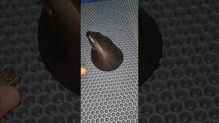 Мышь Sven RX-550SW #Sven #mouse #unboxing #pc