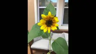 The Flower Effect