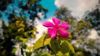 Cinematic flower video shoot . iPhone 13 4k 60fps !! Natural color ￼editing !! #villagelifestyle ￼