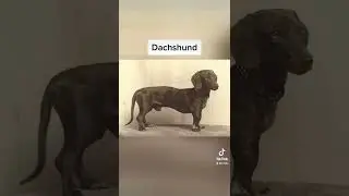 Dog breeds 100 years ago vs today ⏮🐕 #shorts