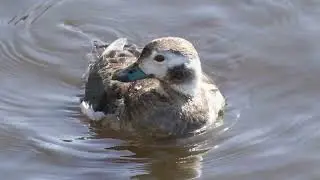 Rare Long-tailed Duck at San Elijo Lagoon