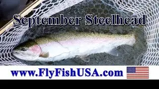 September Steelhead