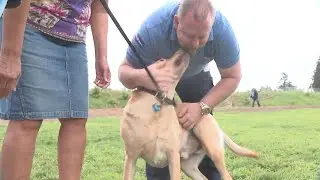 Stolen dog reunited with family thanks to quick thinking TriMet driver