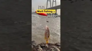 Mumbai worli fishing #fish #mumbai #worli #viral #yputubeshorts #shorts