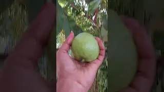 #guava #jamakaya #healthy #fruit #gardening #shorts #shotsfeed