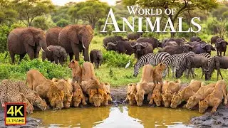 4K Animal Paradise – Relaxing Wildlife Scenes with Realistic Animal Sounds