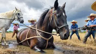 Rescue Team Saves Buried Horse in Mud Thanks to Its Best Friend Refusing to Leave