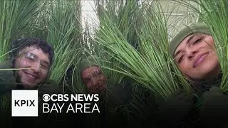 Bay Area friends featured in Bad Bunny's Super Bowl halftime show as bushes