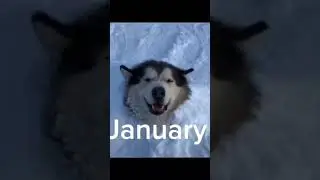 Your birth month your animal #animals #funny #trending #shorts #comedy #month #birthday #bonita